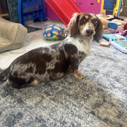 Ember - Dachshund
