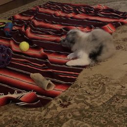 Shetland Sheepdog Puppies from Landers Majestic Shetland Sheepdogs