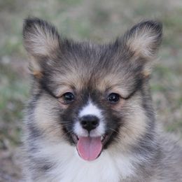 American Corgi, French Bulldog, and Pembroke Welsh Corgi Puppies from Moonstone Corgis & Frenchies