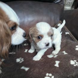 Luke Skywalker - Blenheim male Cavalier King Charles Spaniel puppy in Franklin, North Carolina from Cavaliers of the County Macon