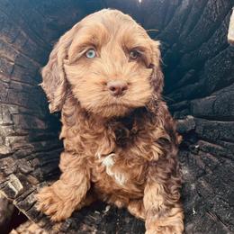 Cockapoos and Goldendoodles from 7 Sisters Cockapoos