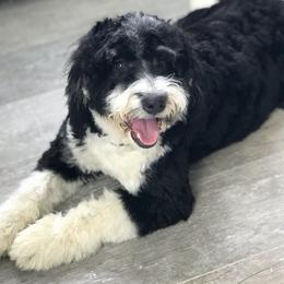 Assorted Doodle Crosses and Bernedoodles from Bernadoodles of long Island