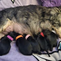 Yorkshire Terrier puppies from YorkieLover