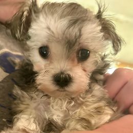 Girl 2- Chocolate - Black & tan tri-color female Maltipoo puppy in Ashville, Alabama from LMC Pups