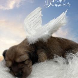 Dachshund Puppies from Legacy Lane Dachshunds