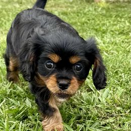 Cavalier King Charles Spaniel Puppies from Reynolds Farms Cavaliers