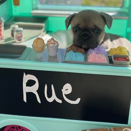 French Bulldog Puppies from Bleu Steele French Bulldogs