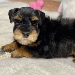 Black and Red pink collar - Black and silver female Miniature Schnauzer puppy in Calhoun, Georgia from The BrickHouse Miniature Schnauzers