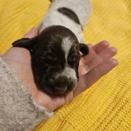 German Shorthaired Pointer Puppies from Parker's Pointers