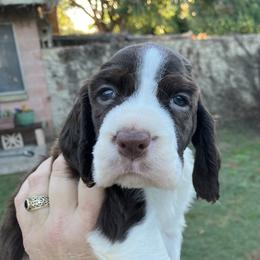 Liver White - Liver and white male English Springer Spaniel puppy in California from Pridemark