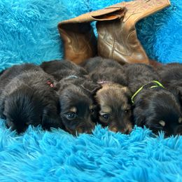 Dachshund Puppies from Bluestar dachshund