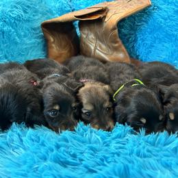 Dachshund Puppies from Bluestar dachshund