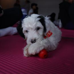 Donner - Black and white male Bernedoodle puppy in Williamston, South Carolina from Sassy Bob’s Dogs