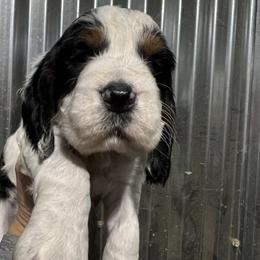 Brown collar tri black ROAN - Black white and tan male English Springer Spaniel puppy in Jamestown, Kentucky from Waterworks Springers