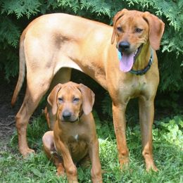 Rhodesian Ridgebacks from Rhapsody Rhodesian Ridgebacks