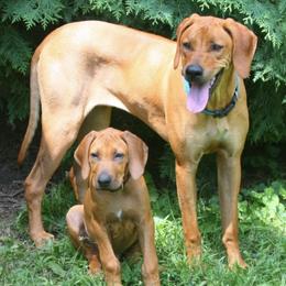 Rhodesian Ridgebacks from Rhapsody Rhodesian Ridgebacks