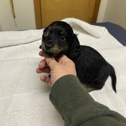 Fetty - Black and cream female Dachshund puppy in Rogue River, Oregon from Bear Feet Dachshunds