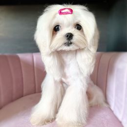 Miss Mabel - White female Maltese puppy in Vinton, Louisiana from Dreams & Love Maltese