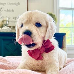 Dark pink - Light golden female Golden Retriever puppy in Deer Lodge, Tennessee from SelahGold
