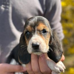 Male 5 - Black brown and white male Basset Hound puppy in Lindley, New York from Hill Top Basset Hounds & Cane Corso