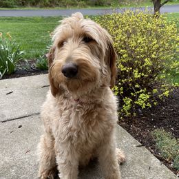 Annie - Goldendoodle