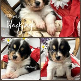 1 Blackjack, BTM - Black tri-color male Australian Shepherd puppy in Huntington, Texas from JKKJ Farms, LLC