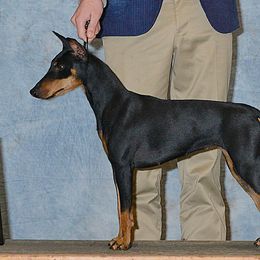 Blondie - Manchester Terrier
