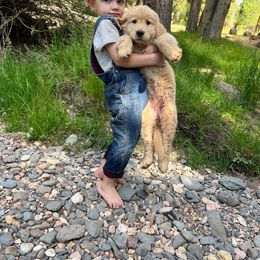 Golden Retriever Puppies from Little Bitta Luck Farms