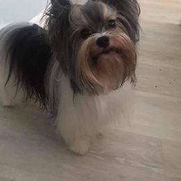 Biewer Terrier All Grown Up from MY Forever Baby Yorkies