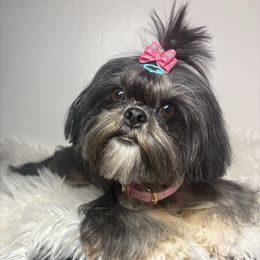 Zara - Shih Tzu