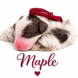 Maple - Mahogany and white female Saint Berdoodle puppy in Garland, Texas from Brewer's Doodles and French Bulldogs