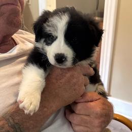 Nala - Black and white female Border Collie puppy in Newfane, New York from Janese's Border Collies