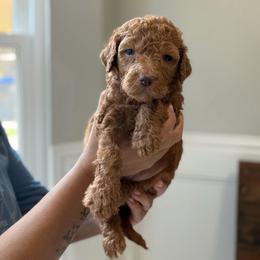 Orange - Red  female Goldendoodle puppy in Spring, Texas from The Doodle Den