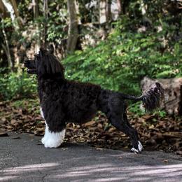 Cali - Portuguese Water Dog