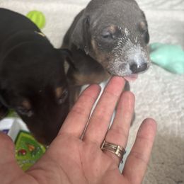 Doberman Pinschers from NY Dobermans