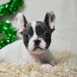 French Bulldog, Golden Retriever, and Labrador Retriever Puppies from Trigger Time Kennels