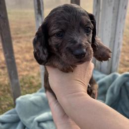 Grouse - Dapple male Dachshund puppy in Mc Alester, Oklahoma from A Anchor Farm