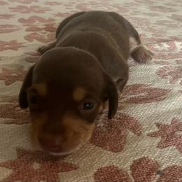 Molly - Chocolate and tan female Dachshund puppy in Sharon Springs, New York from Show Us The Way Homestead