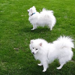 American Eskimo Dogs from Turks Eskis