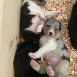 Australian Shepherd Puppies from The Joyful Australian Shepherd