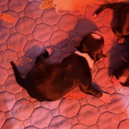 Girl 1 - Black tri female Miniature Australian Shepherd puppy in Arcadia, Indiana from Sunset Cowgirl Mini Aussies