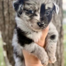 Kiwi - Blue merle male Miniature Australian Shepherd puppy in Iola, Texas from MK Aussies