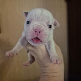 Black - White male Bulldog puppy in Walhalla, South Carolina from Lowery's English Bulldogs
