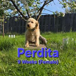 Perdita - Cream female Labradoodle puppy in Genoa City, Wisconsin from Sakura Pups