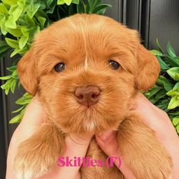 Skittles - Caramel female Australian Labradoodle puppy in Silver Spring, Maryland from Potomac Australian Labradoodles