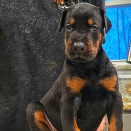 Jango - Black and rust male Doberman Pinscher puppy in China Township, Michigan from Snell's Superior Kennel Dobermann & GSP