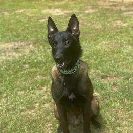 Diego - Mahogany male Belgian Malinois puppy in Midway, Georgia from C4MALINOIS