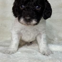 Green - Aspen - Parti female Goldendoodle puppy in Cleveland, Georgia from The O.G. Doodles