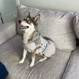 Winter - Pomsky
