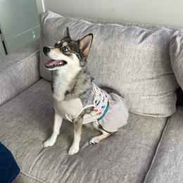 Winter - Pomsky